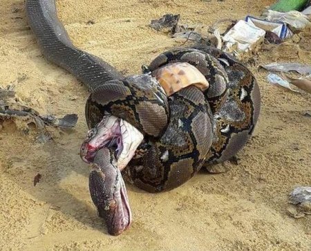 Kral kobrası ilə torlu pitonun ölüm-dirim savaşı – FOTO