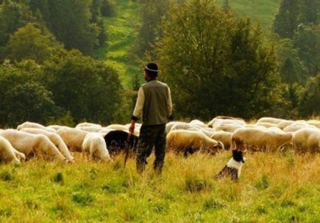 Zaqatalada çoban itkin düşüb - FOTO 