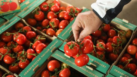 Rusiyada Bakı pomidoruna tələbat artır