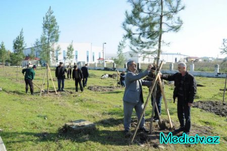 Lənkəranda ağac soyqrımı xəbəri yalan çıxdı.