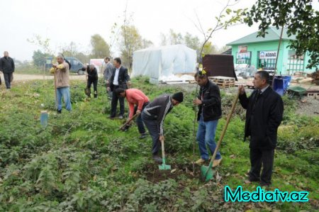 Lənkəranda ağac soyqrımı xəbəri yalan çıxdı.