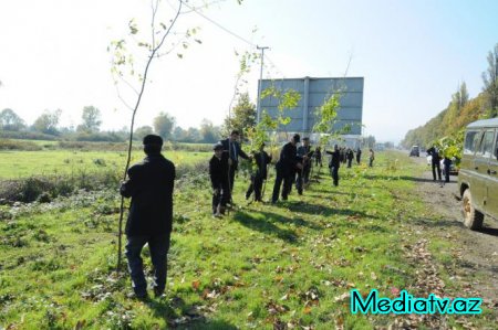 Lənkəranda ağac soyqrımı xəbəri yalan çıxdı.